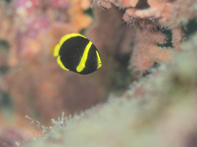 季節来遊魚増えてきました