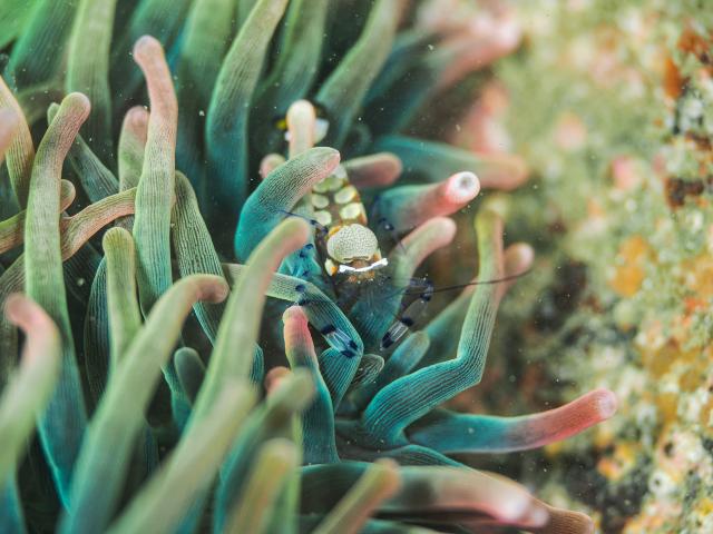 季節来遊魚増えてきました