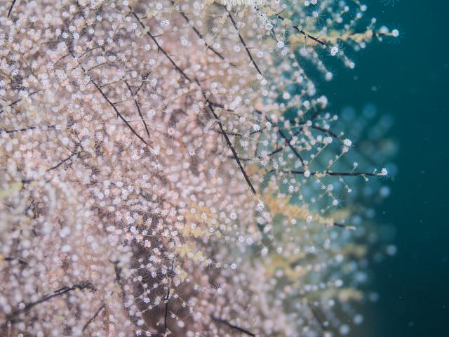 季節来遊魚増えてきました