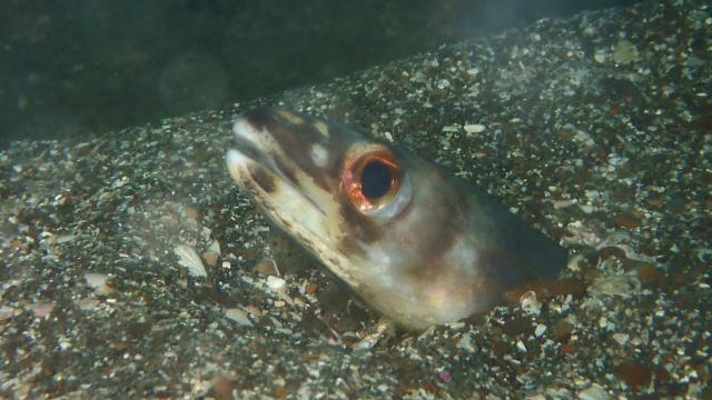 季節来遊魚増えてきました