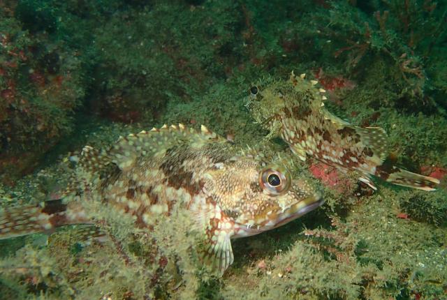 季節来遊魚増えてきました