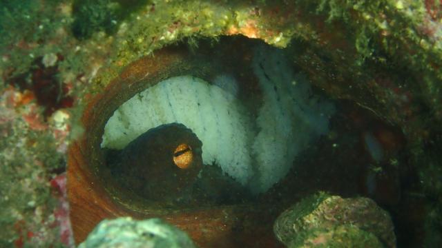 季節来遊魚増えてきました