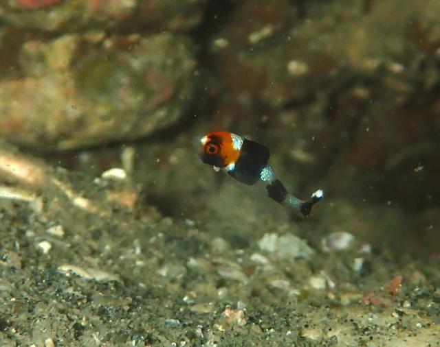 季節来遊魚増えてきました