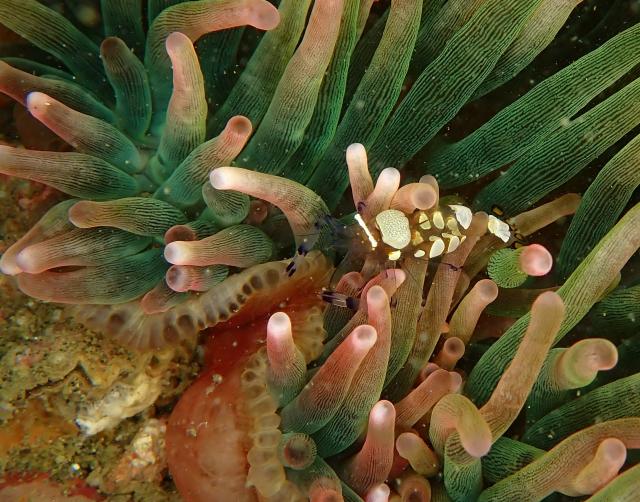 季節来遊魚増えてきました