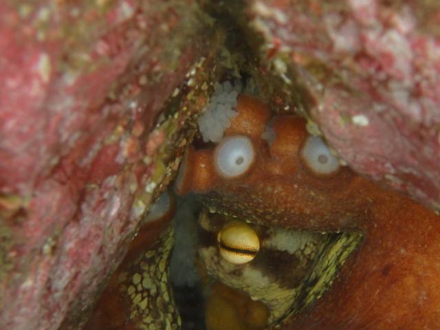 季節来遊魚増えてきました