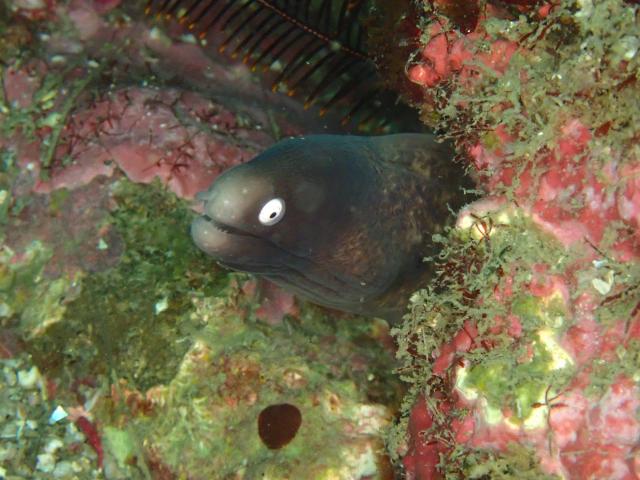 季節来遊魚増えてきました