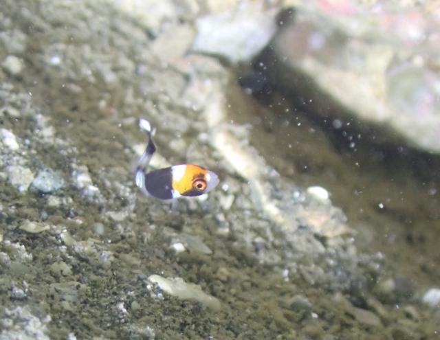 季節来遊魚増えてきました