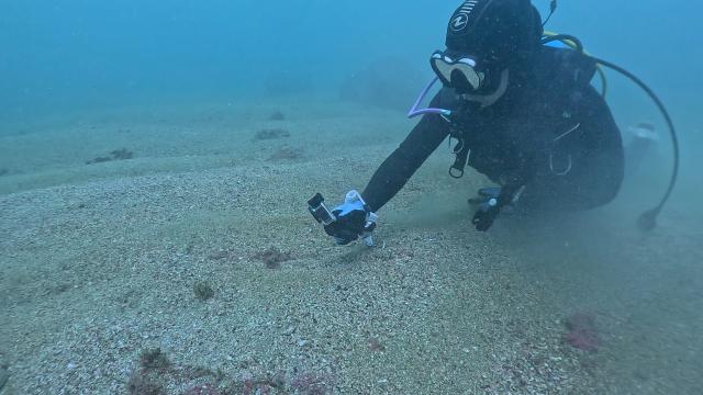 今日は🦑の日