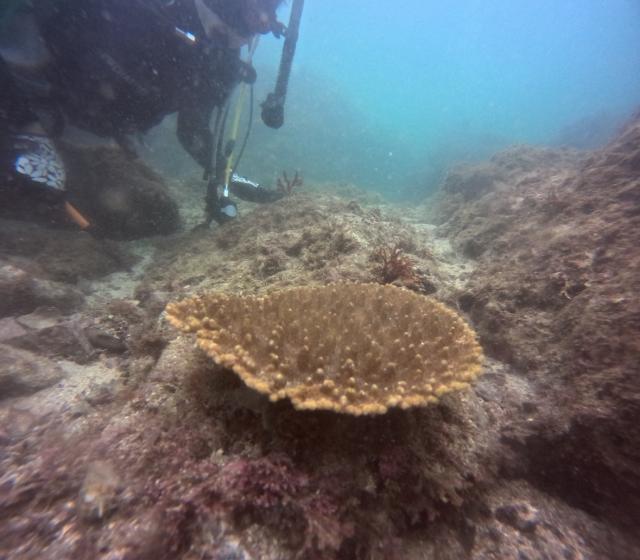 藻場保全活動！