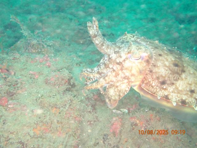 藻場とファンダイビング！