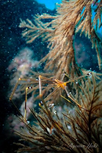 雨の中でしたが、海の中はコンディション良好でした