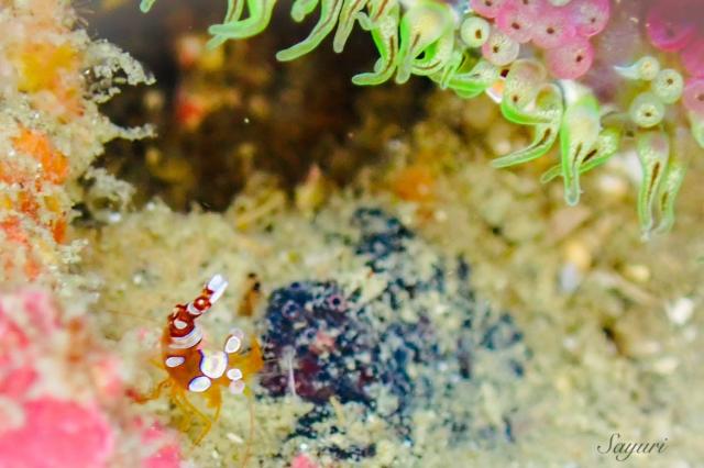 雨の中でしたが、海の中はコンディション良好でした