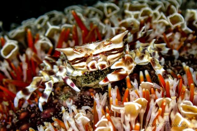 雨の中でしたが、海の中はコンディション良好でした