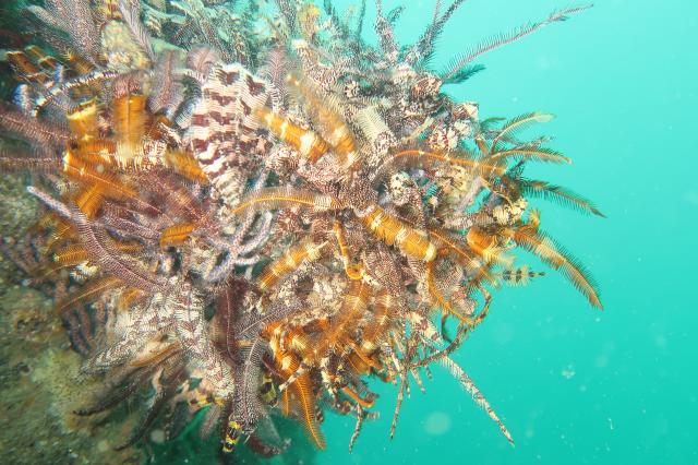 雨の中でしたが、海の中はコンディション良好でした