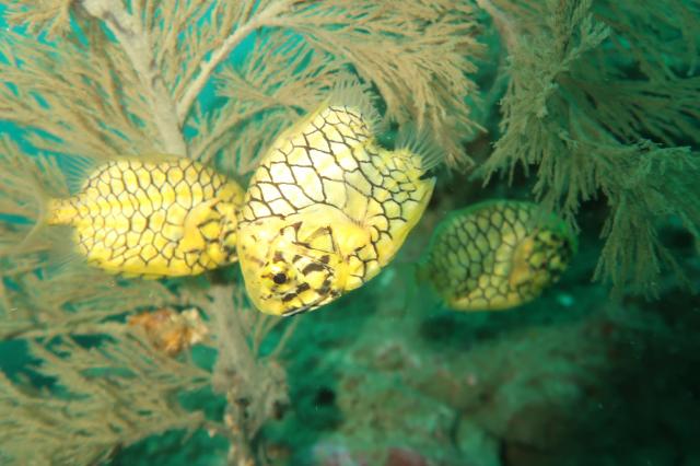 雨の中でしたが、海の中はコンディション良好でした