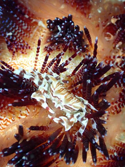 雨の中でしたが、海の中はコンディション良好でした