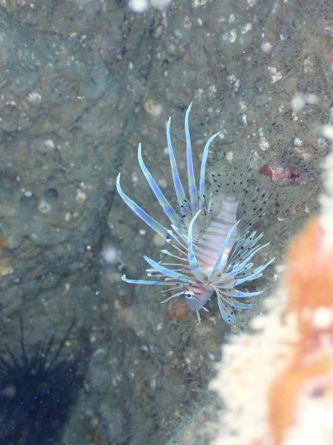 雨の中でしたが、海の中はコンディション良好でした