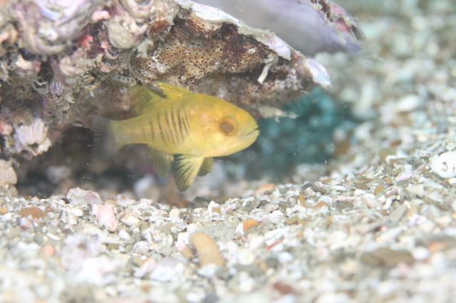 雨の中でしたが、海の中はコンディション良好でした