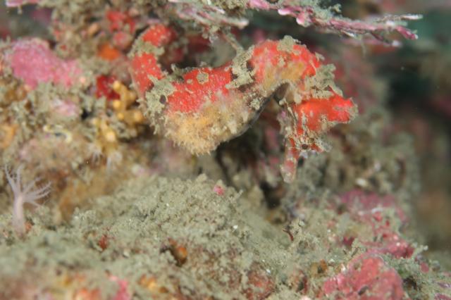 雨の中でしたが、海の中はコンディション良好でした