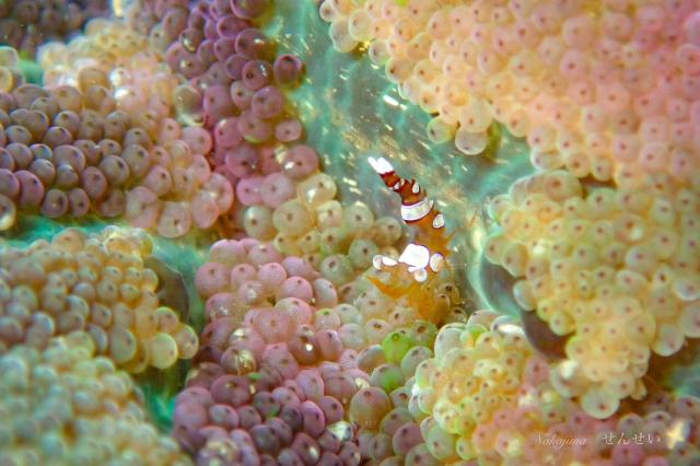 うねりが出ないうちに