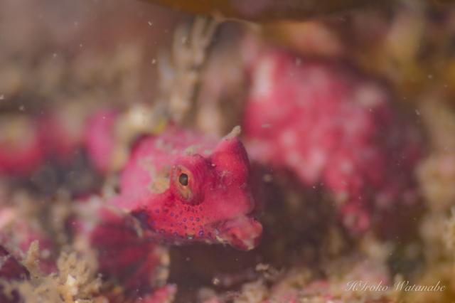 うねりが出ないうちに