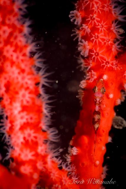 うねりが出ないうちに