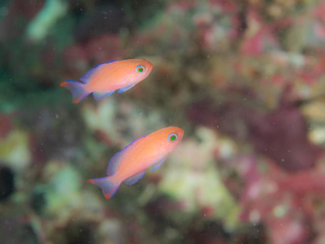 お天気悪かったけど、海況はすこぶる良好！でした