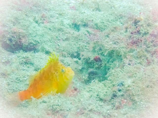 お天気悪かったけど、海況はすこぶる良好！でした