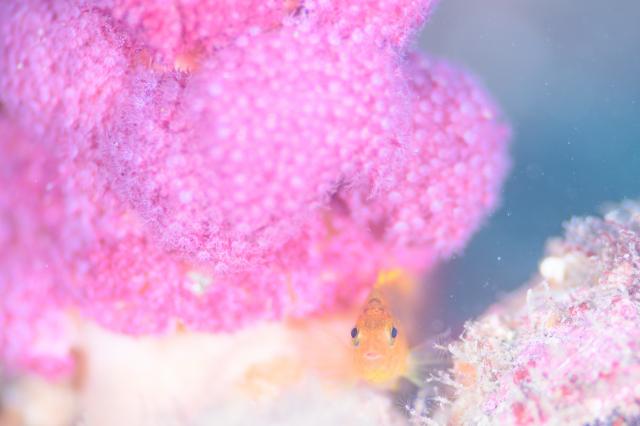 お天気悪かったけど、海況はすこぶる良好！でした