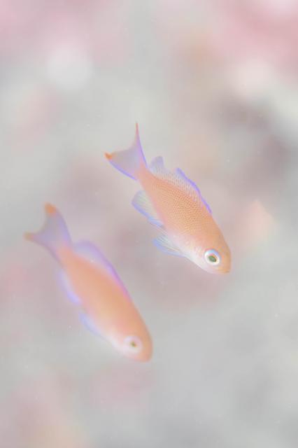 まったり日曜日