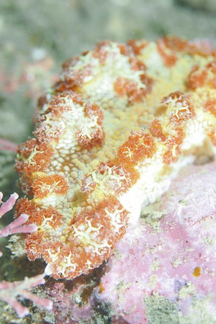 まったり日曜日