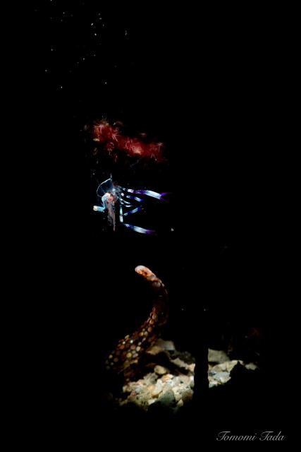 平日マンツーダイビング！