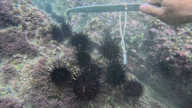 今日はウニ捕り！