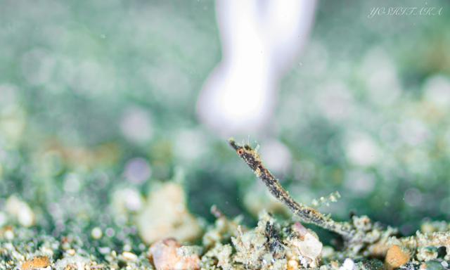 今日も青く綺麗な水中！