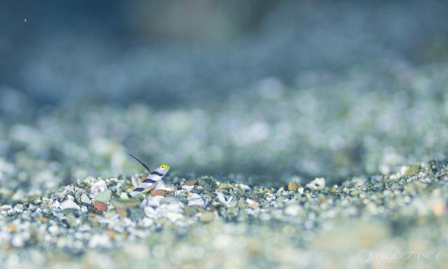 今日も青く綺麗な水中！