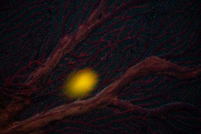 ガイド陣集合！