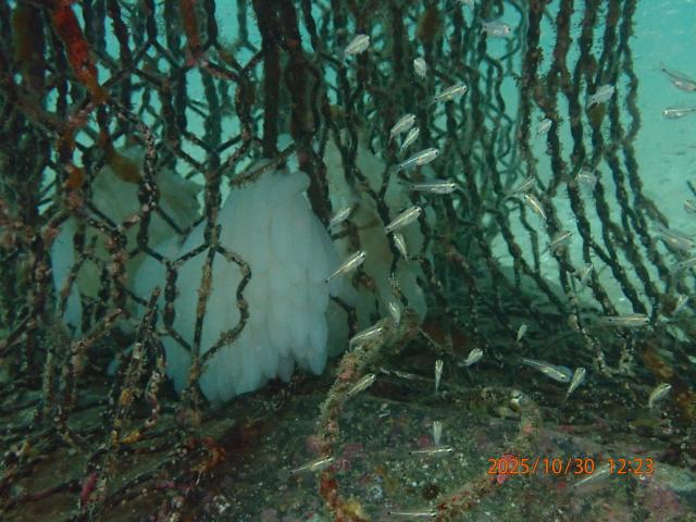 北風ビュービューでした