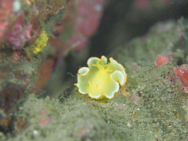 今日はマンツーダイビング