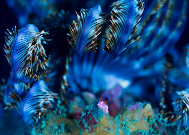 2025年　葉山フォトコンテスト受賞作品