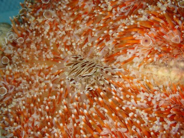 久々葉山エントリー