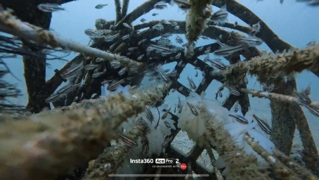 ファン、講習、藻場保全