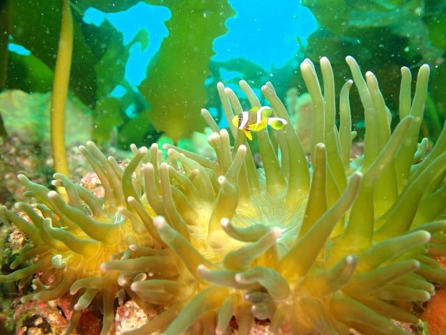 のんびり潜ってきました