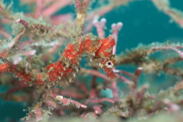 生物どんどん増えてます！