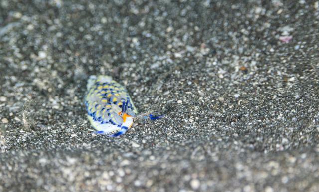 年１？レアウミウシ登場