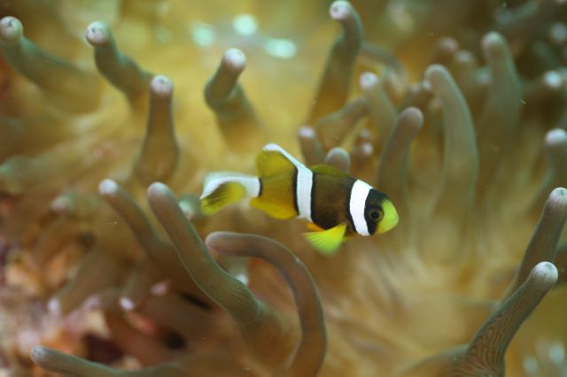 マンツーダイビング！