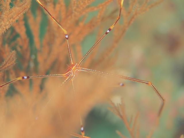 更に透視度上昇！