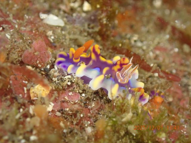 久しぶりに江の浦へ