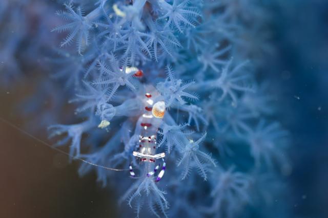 平日マンツーダイビング！