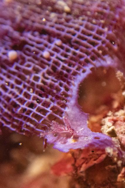 マンツーマンダイビング♪