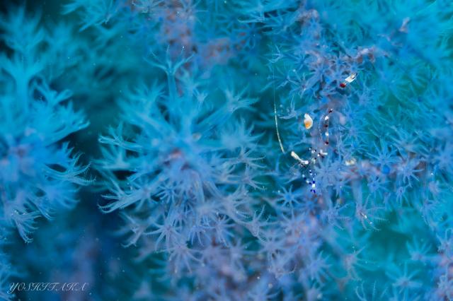 今日ものんびりマンツーダイビング！